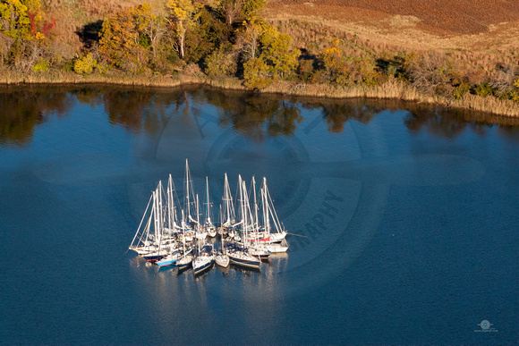 Sailboats in a Sunflower Raft on the Miles River